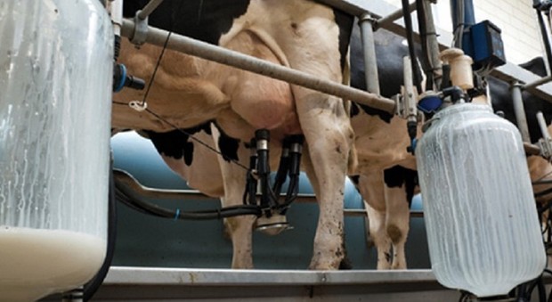 Coldiretti lancia l'allarme: mercato invaso da latte estero