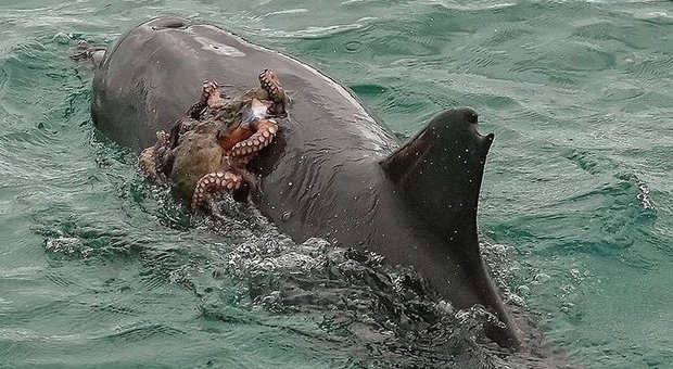 Il polpo pigro chiede un "passaggio" al delfino: la foto fa il giro del web (Instagram - Jodie Lowe)