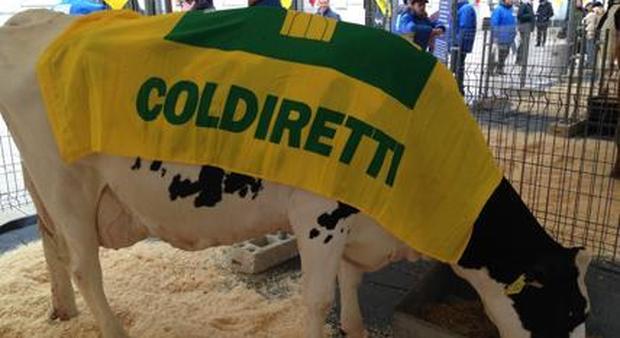 Coldiretti: «Finisce l'inganno su latte e formaggi vegani»