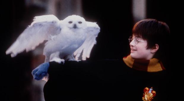 L'attore Daniel Radcliffe nel film "Harry Potter e la Pietra filosofale"