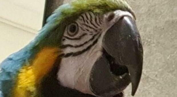 Arezzo, carabinieri forestali recuperano un raro esemplare di pappagallo: specie in estinzione