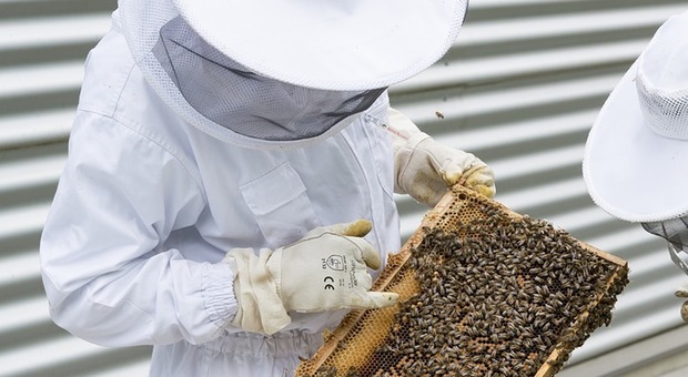 Marche, troppa pioggia sugli alveari: crolla la produzione di miele. L'allarme di Coldiretti