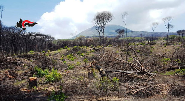 Tagliano i pini del Vesuvio per realizzare piste forestali: denunciate otto persone