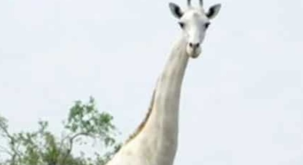 Dotata di GPS l'ultima giraffa bianca del pianeta