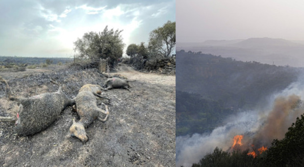 Incendi in Sardegna, il racconto di un pastore: «Così ho rischiato la vita per salvare 400 pecore»