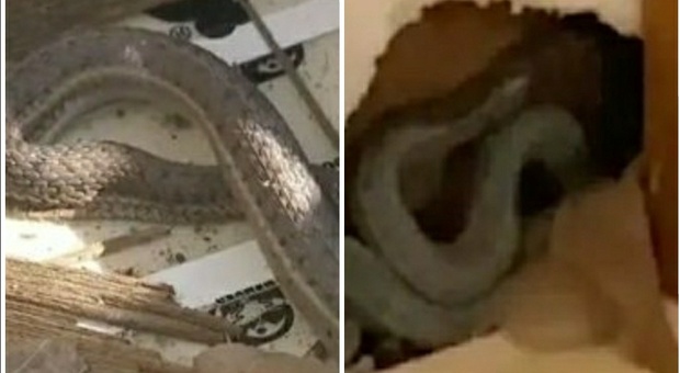 Compra casa nuova ma i muri sono "caldi" e fa una scoperta terrificante: c'è un covo di serpenti