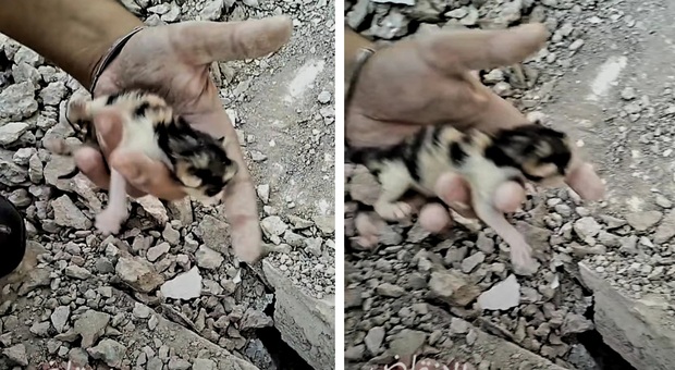 Il gattino appena nato trovato vivo sotto le macerie (filmato diffuso da Moroccoplaces su Instagram)