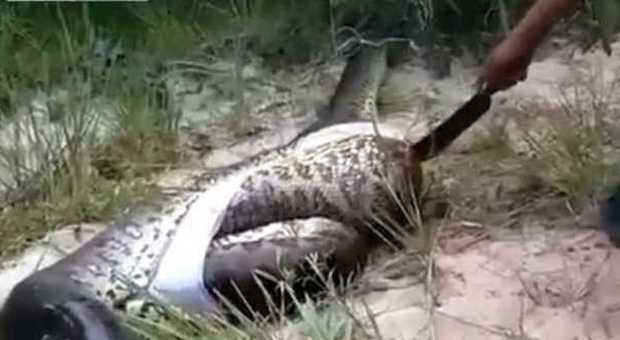 Apre il ventre di un serpente con un coltello e fa una scoperta incredibile| Video