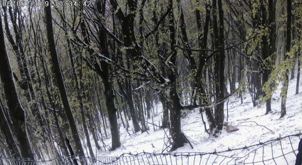 Torna la neve su Montevergine e Irpinia, temperature in picchiata
