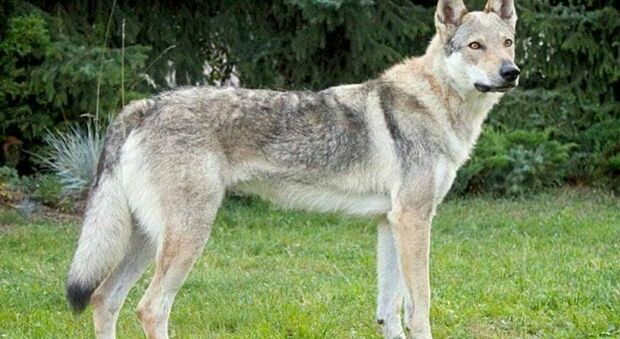 Il cane lupo l'azzanna alla gola e le recide le corde vocali: i medici di Lecce salvano una bambina di 11 anni