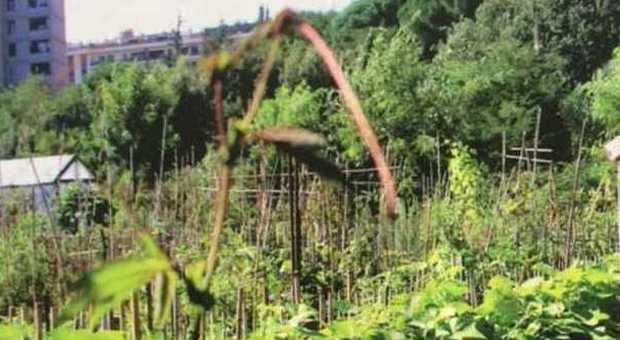 Roma, arrivano gli orti urbani: varato il regolamento per diventare "contadini" in città
