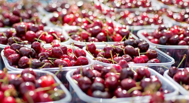 Maltempo nel Salernitano, crolla la produzione di ciliegie