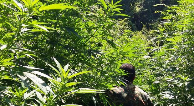 Marijuana, per i clan affare a sei zeri: così i monti di Napoli sono diventati Giamaica