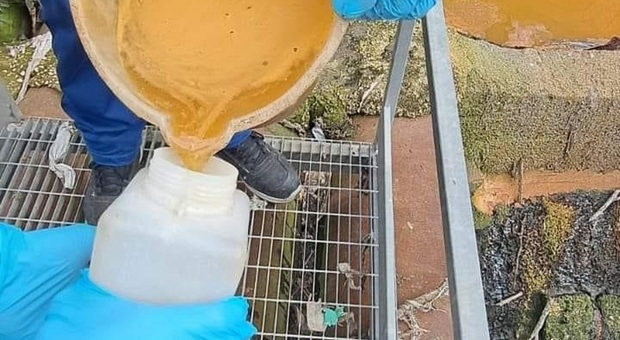 I campioni di materiale prelevato dai tecnici del depuratore di Cuma nel canale di Giugliano-Licola