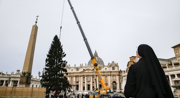 Vaticano, l'abete di 113 anni «abbattuto per far crescere la foresta di Andalo e catturare più Co2»