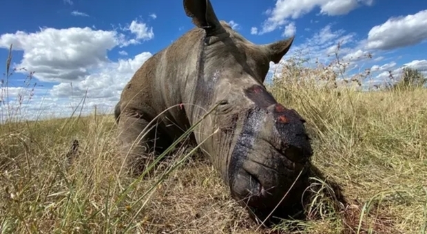 Coronavirus, il lockdown non ferma i bracconieri: è strage di rinoceronti (immagine del fondatore di Rhino 911, Nico Jacobs pubbl da NY Times)