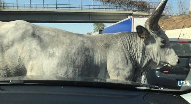 Roma, un toro invade l'autostrada, traffico in tilt, code di 4 chilometri