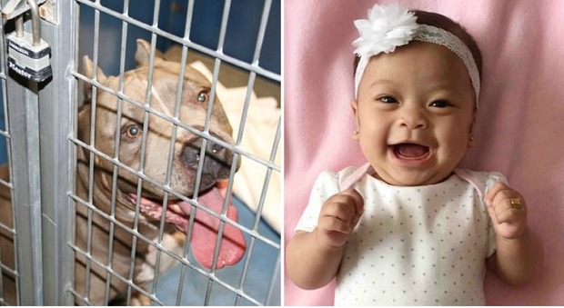 Pit Bull sbrana e uccide una neonata di sei mesi: era il cane di famiglia da 9 anni (GoFundMe)