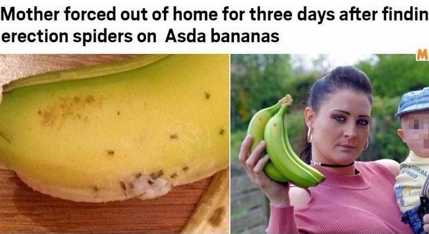 Ragni velenosi nelle banane, mamma costretta a scappare di casa col figlio piccolo