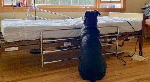 Il cane che aspetta il padrone morto in ospedale spezza il cuore agli Stati Uniti