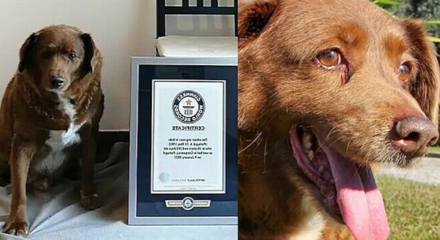 Bobi perde il titolo di cane più vecchio del mondo