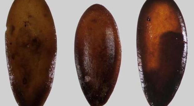 Tremila anni fa esisteva già il melone: ecco i semi più antichi ritrovati in Sardegna