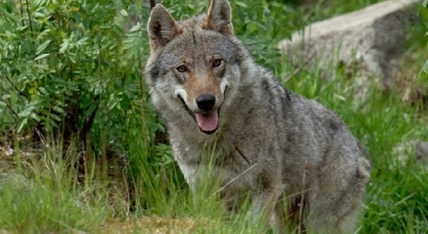 Il lupo nel Bellunese è sotto studio per capirne meglio abitudini e comportamenti