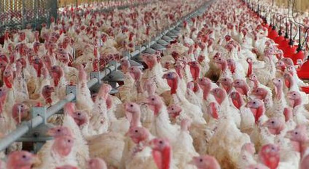 Un caso di aviaria nell'allevamento Ben 20mila tacchini vanno abbattuti