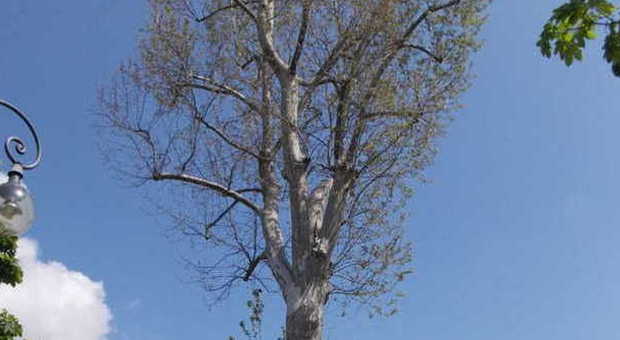 Uno degli alberi presi di mira