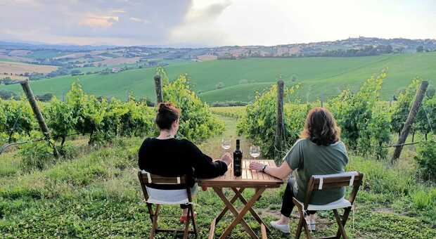 Nelle Marche vigne e vini perfetti, quattro enologi si confrontano sulle tendenze del territorio e le criticità