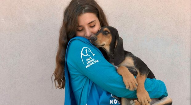 Via alla campagna «Adotta un cane anziano»