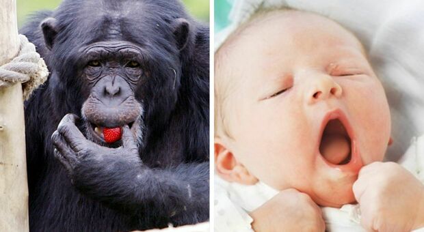 I bambini piccoli ridono come gli scimpanzé, colpa dello scarso controllo sulle corde vocali