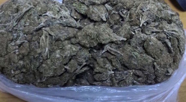 Droga: sequestro cinque chili di marijuana a Lecce
