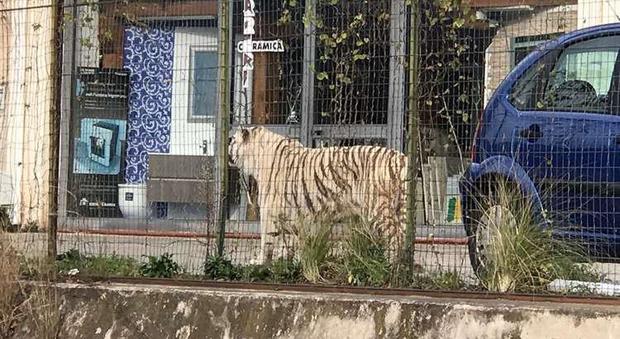 Palermo, tigre bianca fugge dal circo: paura a Monreale