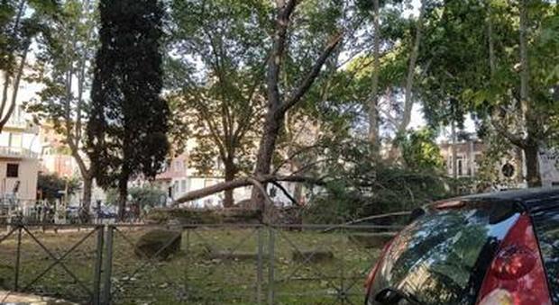 Tragedia sfiorata a Roma: un grosso ramo di pino crolla sulle panchine ( foto Adnkronos)