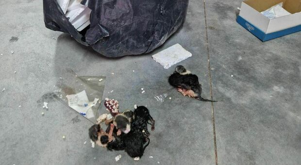 Salento, cinque gattini appena nati gettati per strada in un sacco nero. I volontari li salvano ma ora servono mamme per allattarli