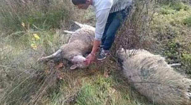 Comunanza, assalti di lupi e cinghiali Nasce un comitato di agricoltori