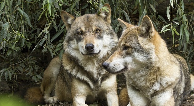 Due lupi, foto generica