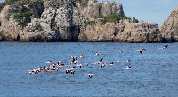 Fenicotteri rosa in volo alla foce del Sarno: gli scatti fanno impazzire il web
