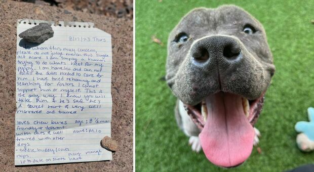 Abbandona il cane con una lettera di spiegazioni. La risposta del rifugio lascia tutti senza parole
