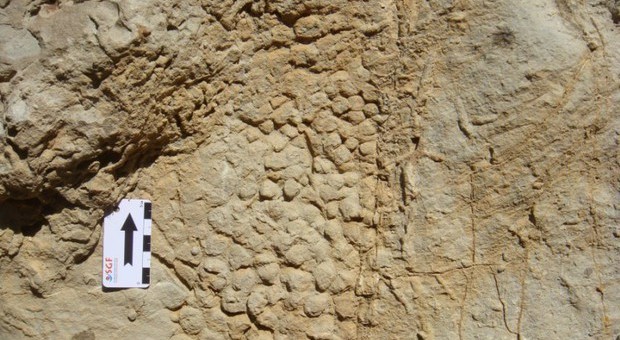 Trovati pezzi di pelle di dinosauro: «Perfettamente conservata per 120 milioni di anni»
