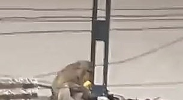 immagine Scimmia rapisce un gattino e lo tiene in ostaggio mentre mangia banane, residenti e passanti sotto choc