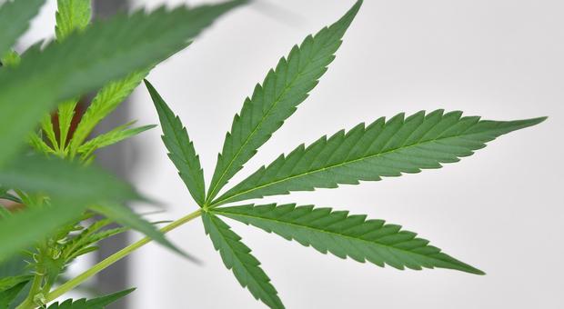 Manovra, la cannabis light torna legale: i 3mila punti vendita resteranno aperti