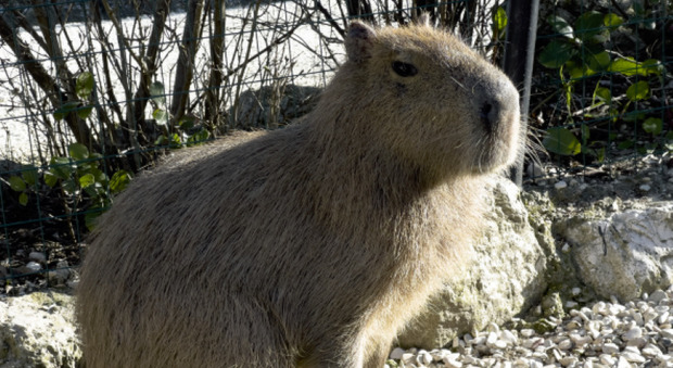 Parco Zoo di Falconara, le attrazioni giurassiche e un nuovo ospite. E' arrivato un capibara. Guarda le foto