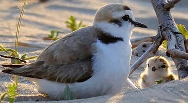 Il "fratino" euroasiatico fa il nido sulla spiaggia di Campomarino