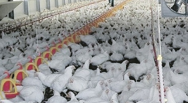 Jesi, strage di 240mila polli dei ladri di rame: dalle spycam un assist alle indagini