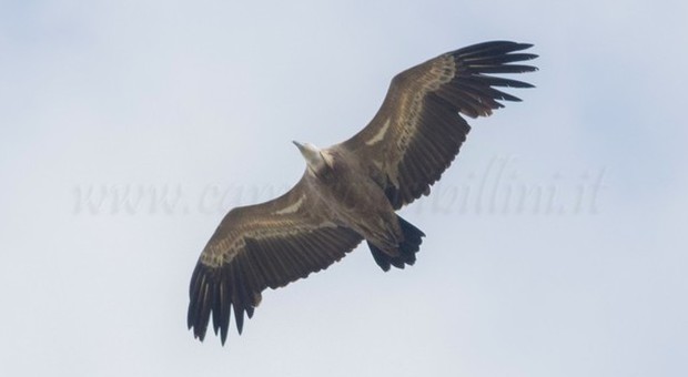 L'avvoltoio grifone torna a volare nei cieli delle Marche
