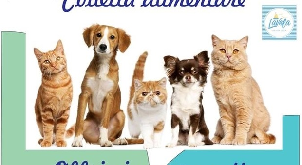 Colletta per cani e gatti randagi Gelato in cambio di donazioni