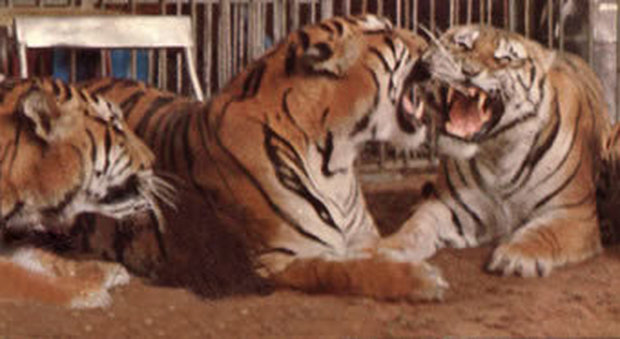 «Sono Nando Orfei, datemi soldi per le tigri», smascherato truffatore