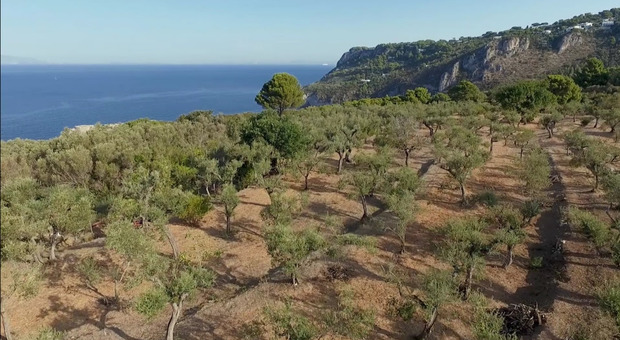 Con L’Oro di Capri l’isola azzurra è sempre più green, un docu-video sintetizza il lavoro dell'associazione